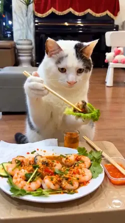 I am a cat's life.