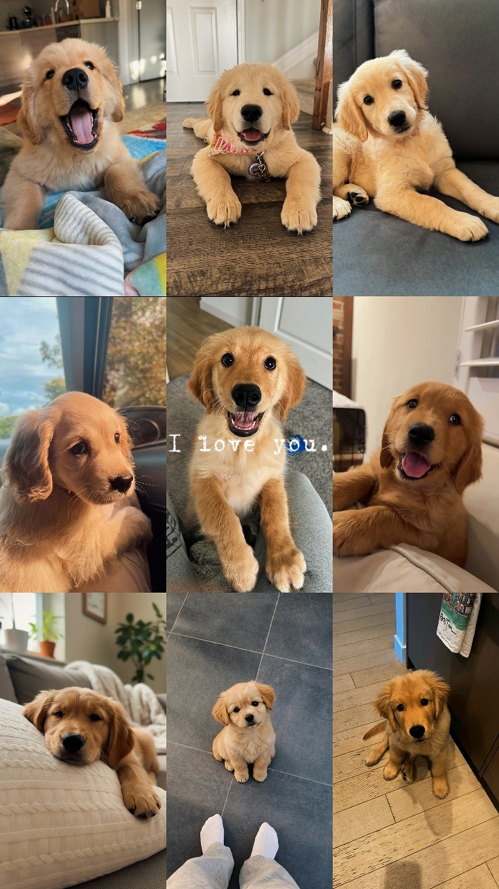 MY DOG MOMENT