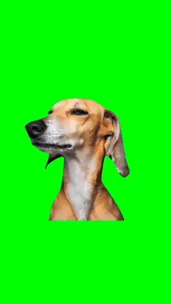 Evil Smile Dog