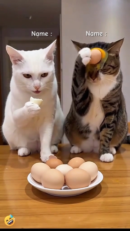 Lustige Katze. hhhh