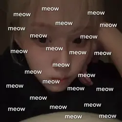 meow meow meow
