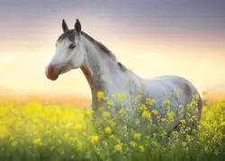 Czy znasz te piosenk