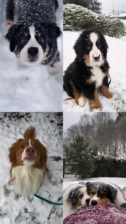 Snow with dogs