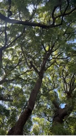Cinnamomum camphora