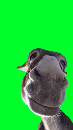 Peeking donkey meme