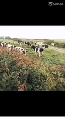 First of the month🤣🐄