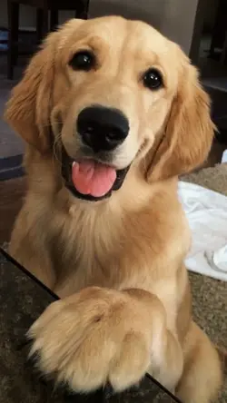 Seu pet 🐾