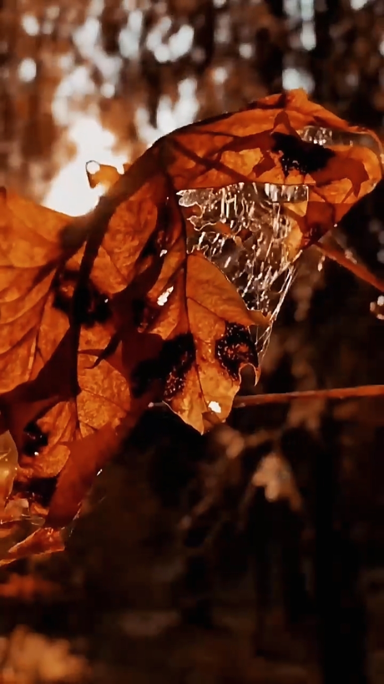 autumn mini vlog