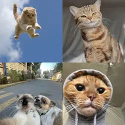 kucing