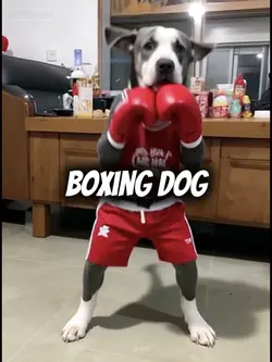 Boxing dog filter