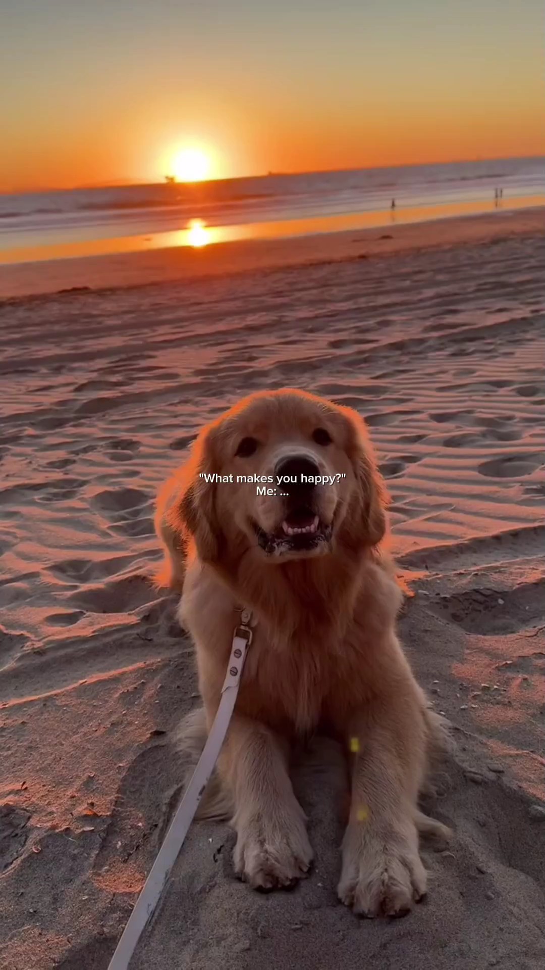 Historia de animales de mascotas