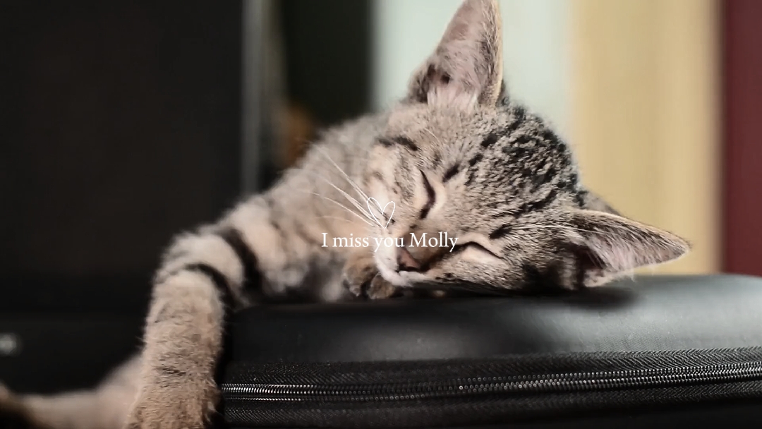 DEP Gato