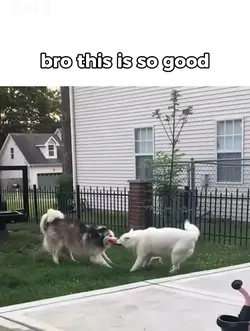 pov: husky song