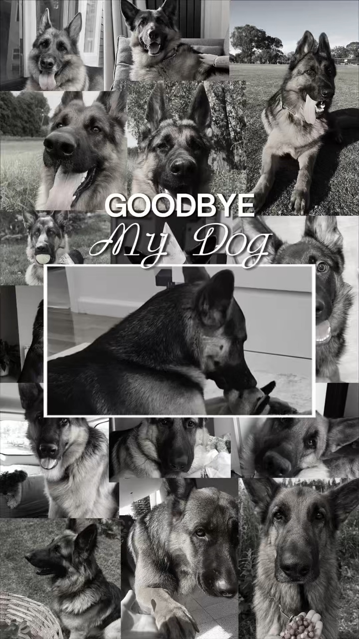 Adiós, mi perro