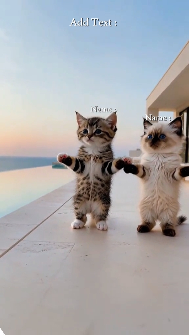 Cat Trend