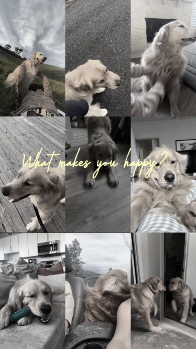 my dog