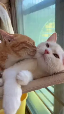 cat lovers 