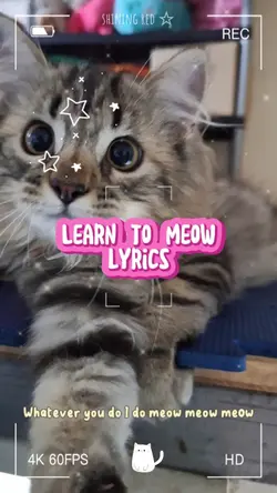 Learn to Meow Lyrics