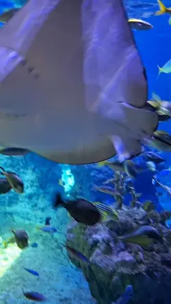 ไลฟ์โฟโต้