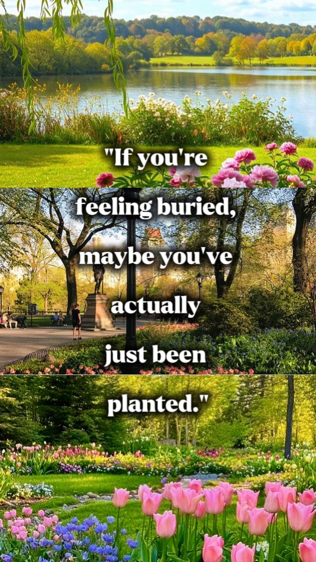 Tu es planté