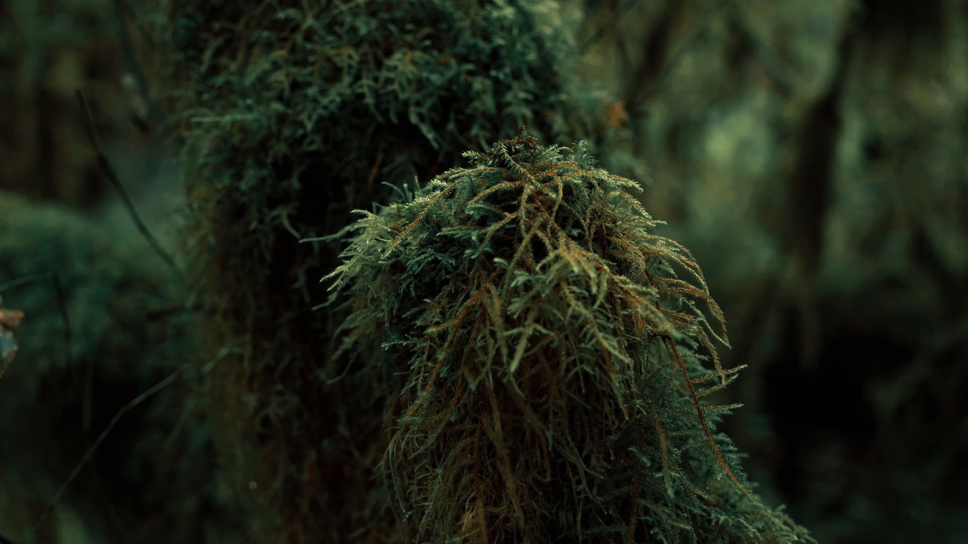 cinematic nature