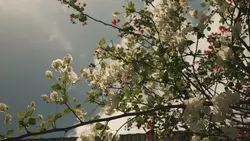 Chill relax 1 video