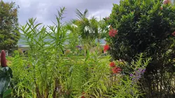 lihat kebunku
