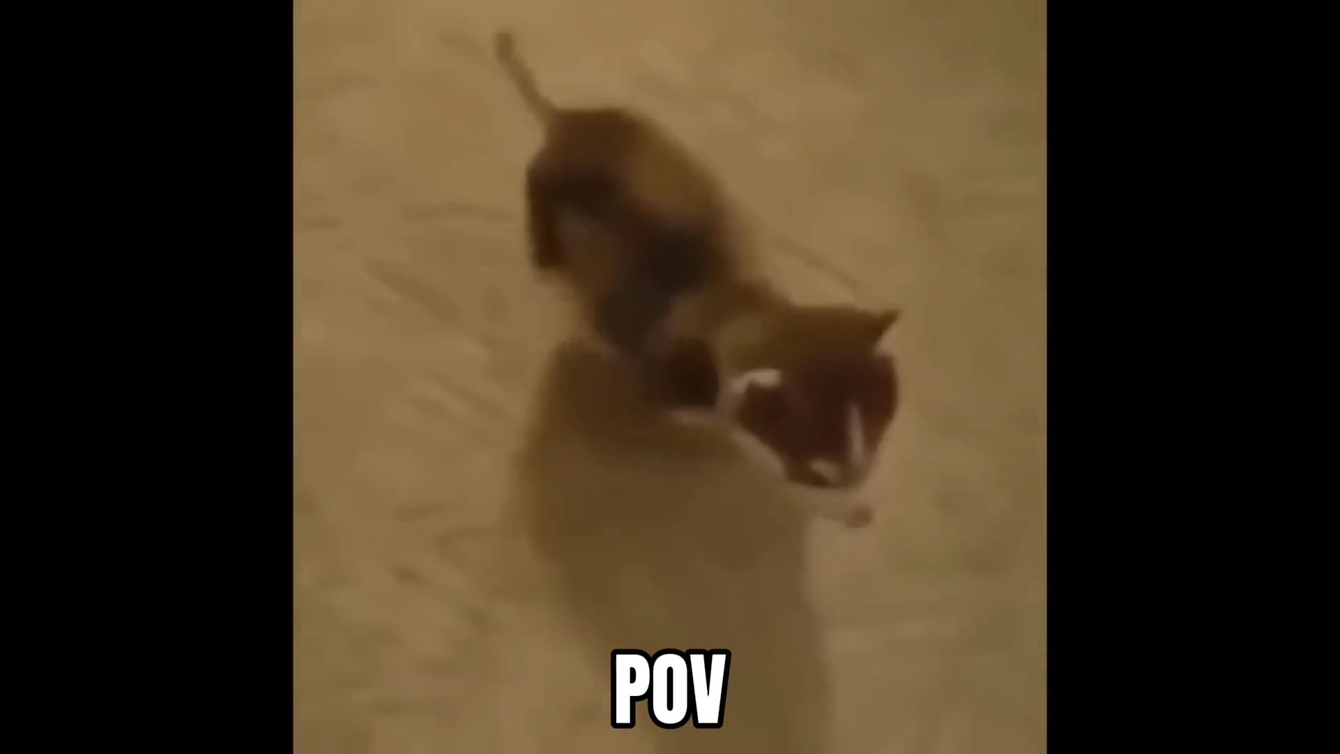 Meme 