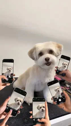 Premium Pet Grooming