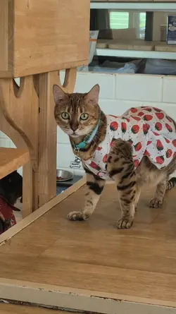 แมวสายลับ