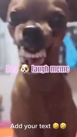 Dog laugh meme 🤣🐶