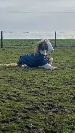 Kung Fu Pony 😂🤍
