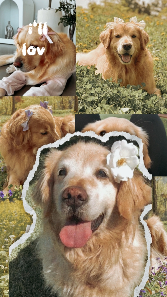 Tus mascotas
