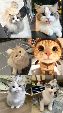 cute cat pics
