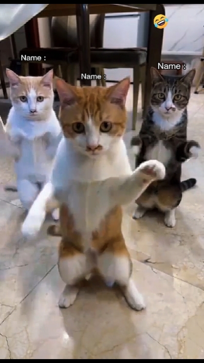 Tendance du chat dansant. 