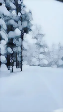 KASHMIR SNOW