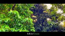 life in green 