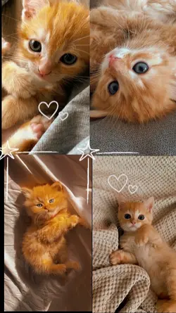 Cutie Cat 