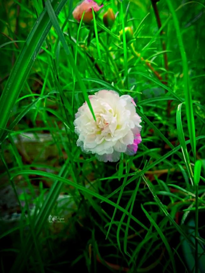 ইসলামিক ভিডিও 