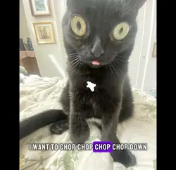 chop chop chop