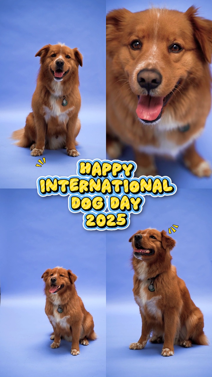 Dia Mundial do Cão