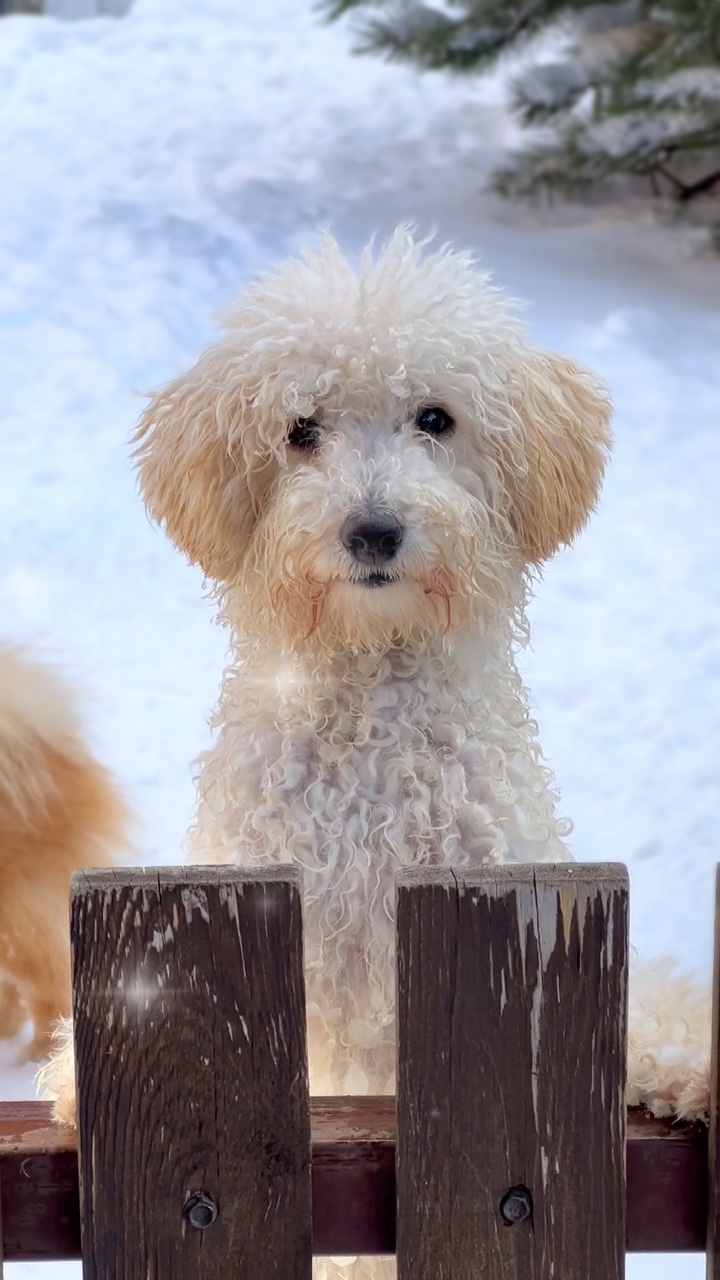 Amoureux des chiens
