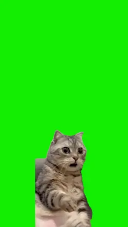 meme cat