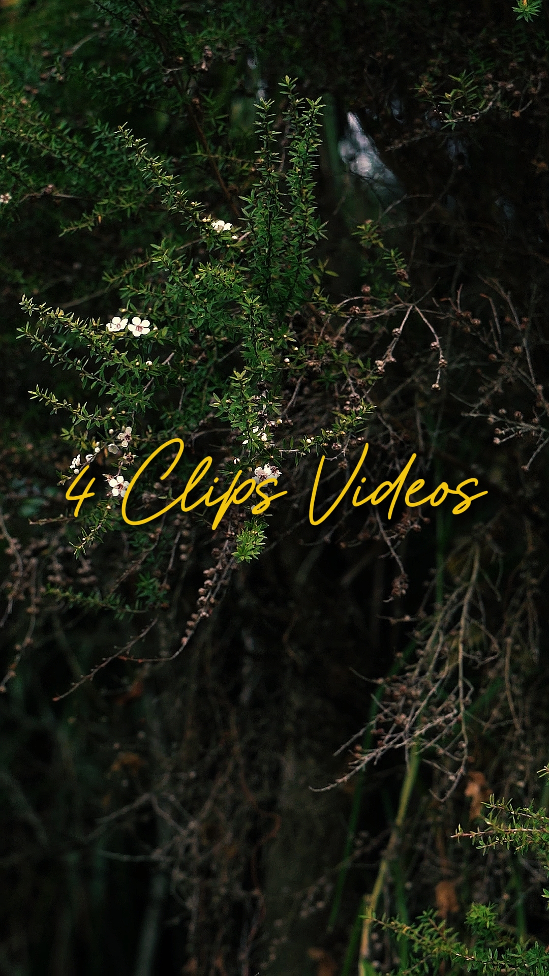 Cinematográfico 4 Vídeos