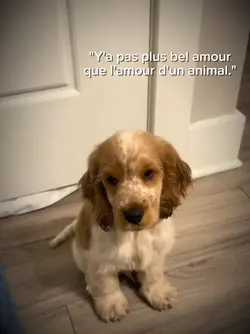 L'amour d'un animal