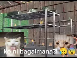 merahputih oneforall