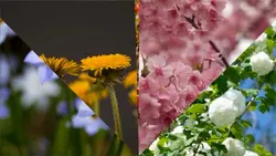 INSANE FLOWER