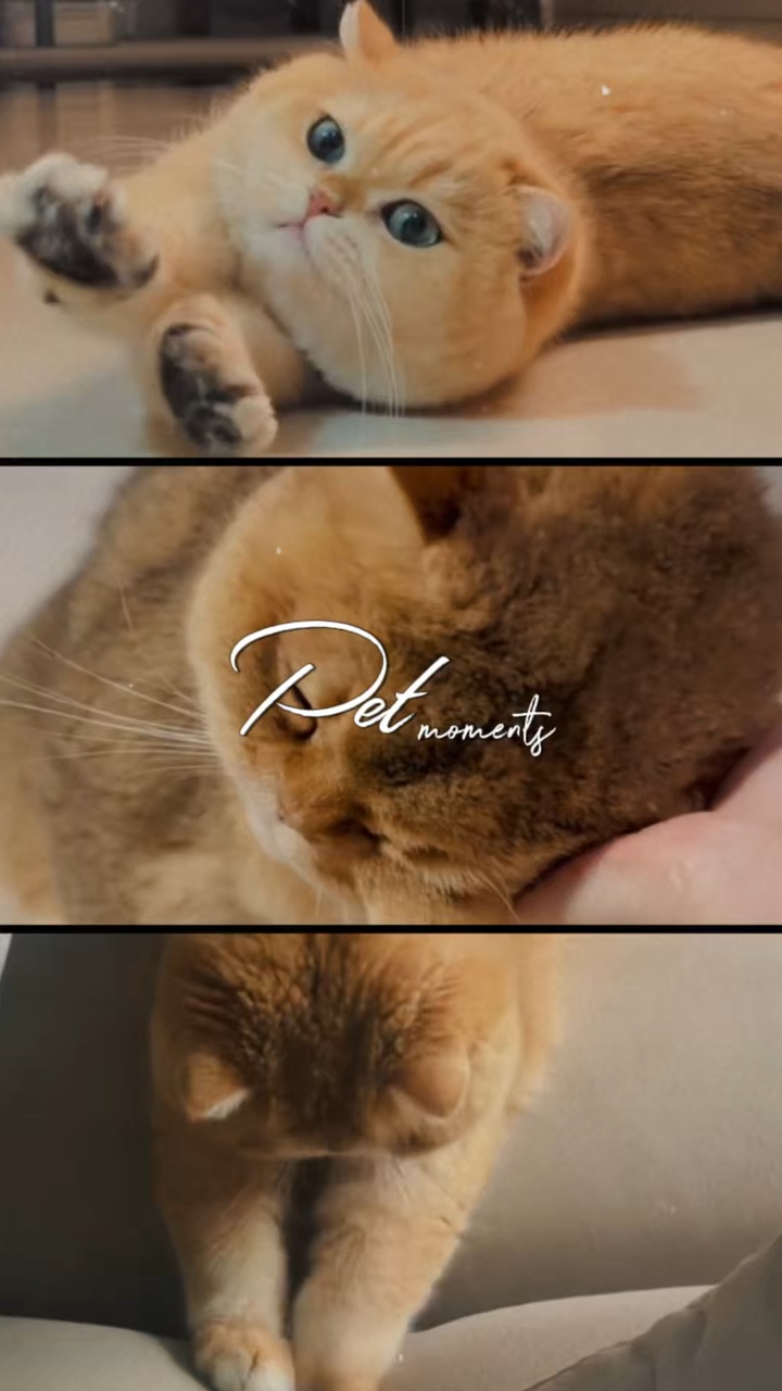 Momentos de mascotas