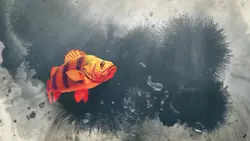 intro fish