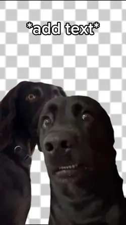 Dog meme